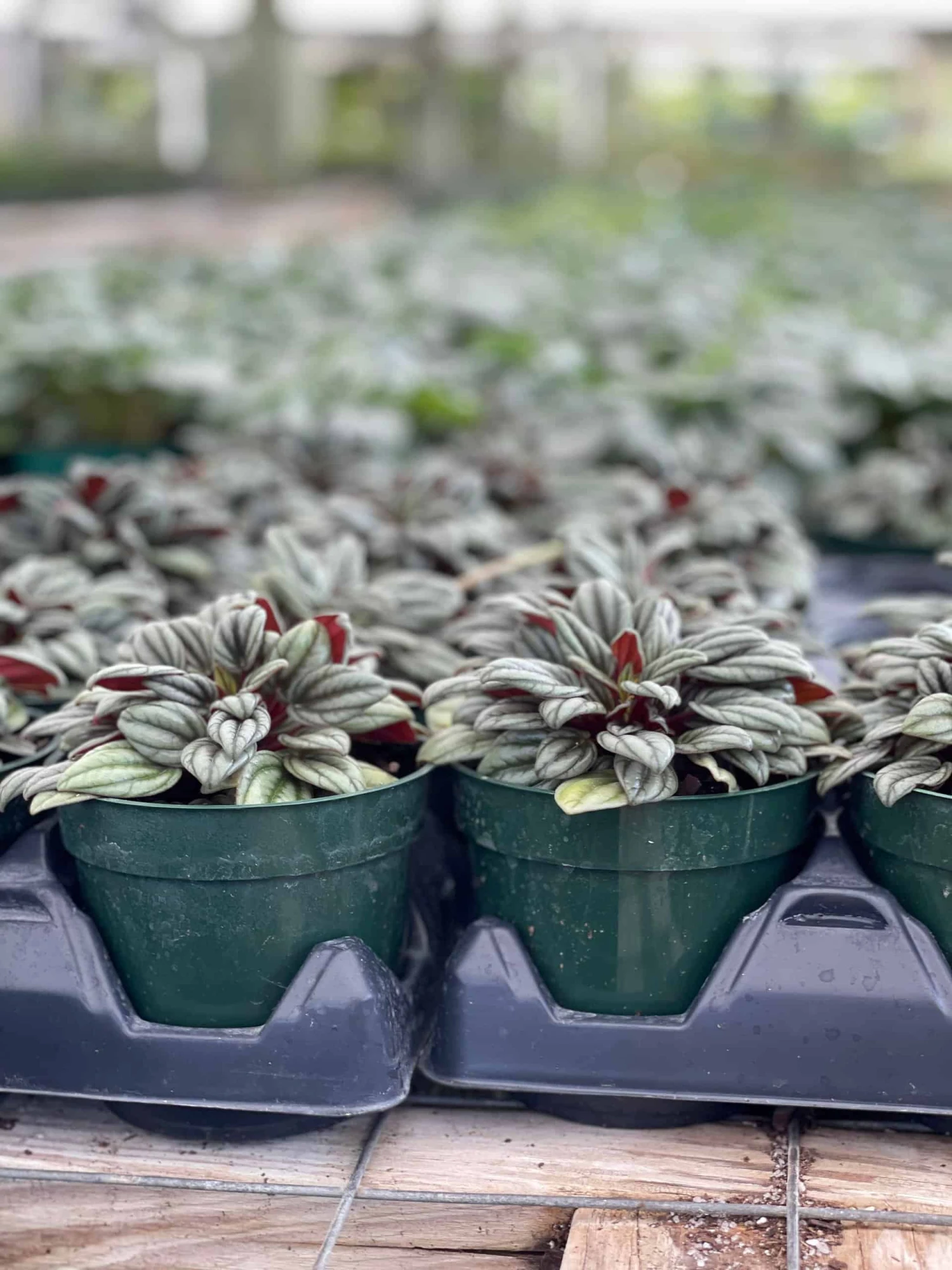 Peperomia Rosso Albovittata, Piccolo Banda / Ivy Leaf Peperomia / Peperomia Piccolo Peacock / Peacock Peperomia - Image 5