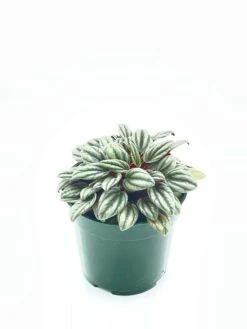 Peperomia Rosso Albovittata, Piccolo Banda / Ivy Leaf Peperomia / Peperomia Piccolo Peacock / Peacock Peperomia