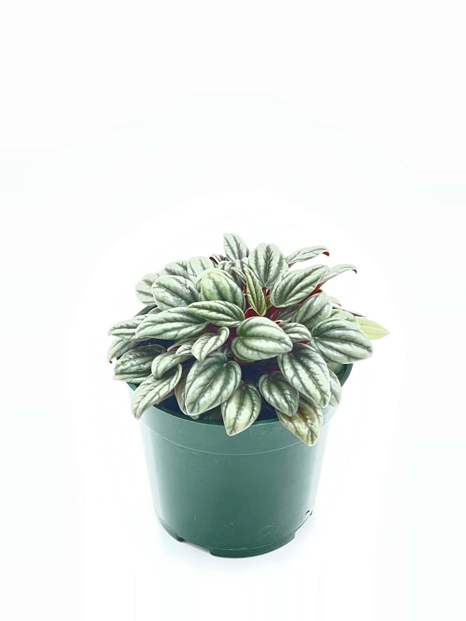 Peperomia Rosso Albovittata, Piccolo Banda / Ivy Leaf Peperomia / Peperomia Piccolo Peacock / Peacock Peperomia