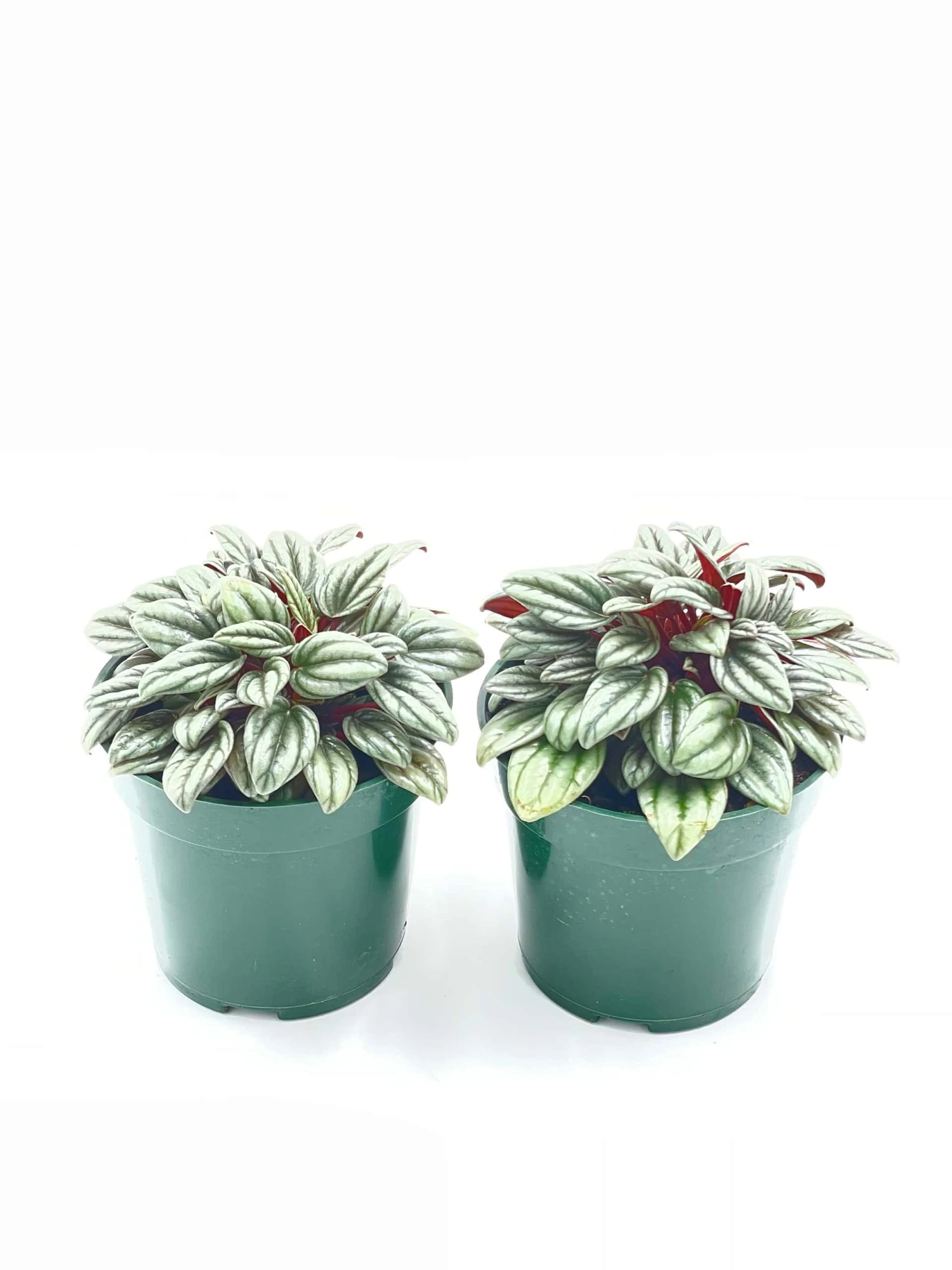 Peperomia Rosso Albovittata, Piccolo Banda / Ivy Leaf Peperomia / Peperomia Piccolo Peacock / Peacock Peperomia - Image 2