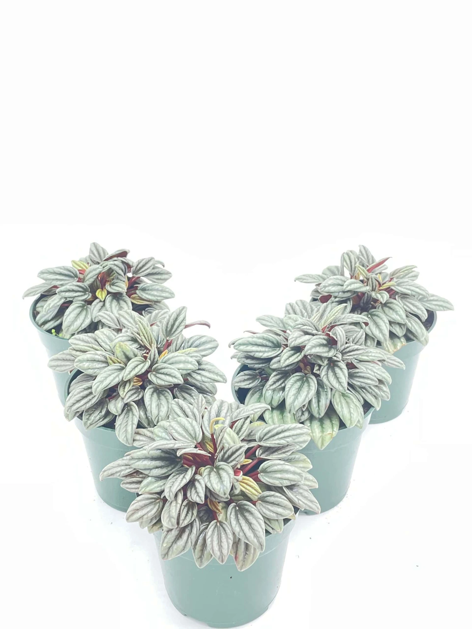 Peperomia Rosso Albovittata, Piccolo Banda / Ivy Leaf Peperomia / Peperomia Piccolo Peacock / Peacock Peperomia - Image 3