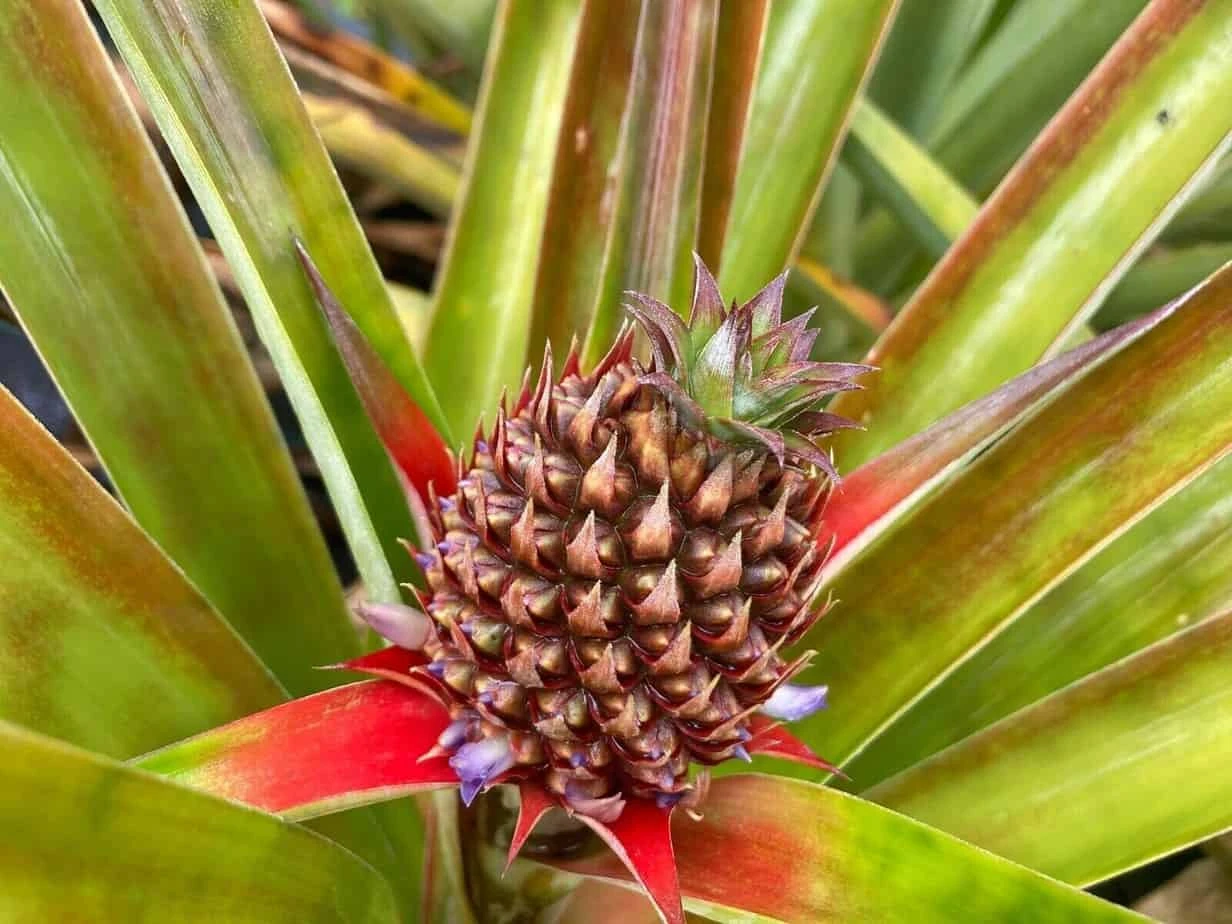 White Pineapple - White Hawaiian Pineapple Non Acidic Super Sweet From Hawaii - Image 2