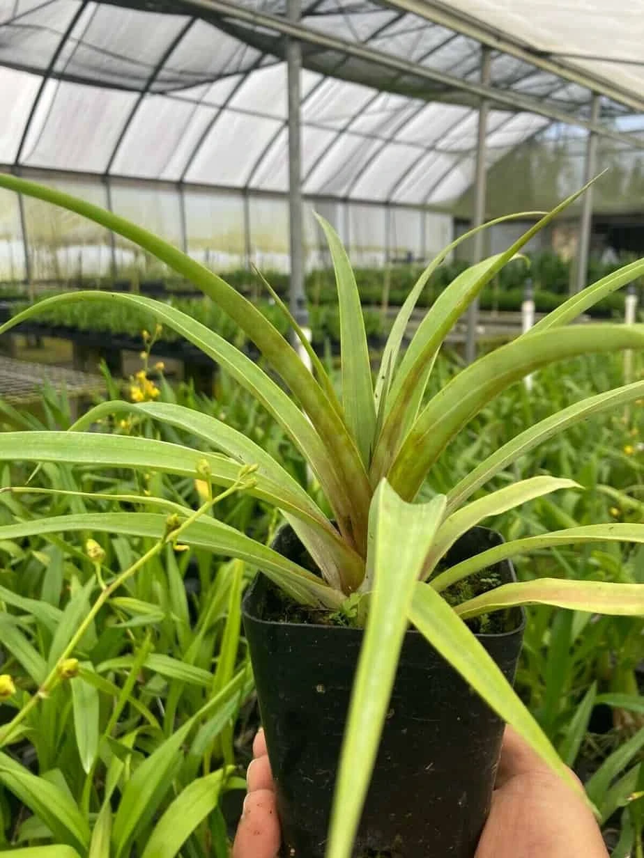 White Pineapple - White Hawaiian Pineapple Non Acidic Super Sweet From Hawaii - Image 3