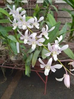 Dendrobium Orchid Plant Jaquelyn Thomas 'Uniwai Mist' | White Flowers | Blooming Size From Hawaii