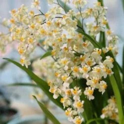Live Oncidium Twinkle ‘White' 'Gold Dust' Orchid From Hawaii | Tropical Hawaiian Exotic Plant