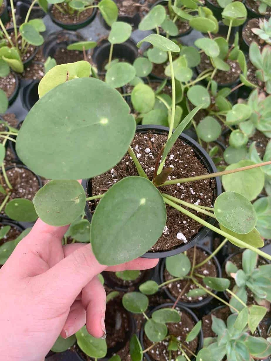 Pilea Peperomioides / Chinese Money Plant / Chinese Missionary Plant - Image 2
