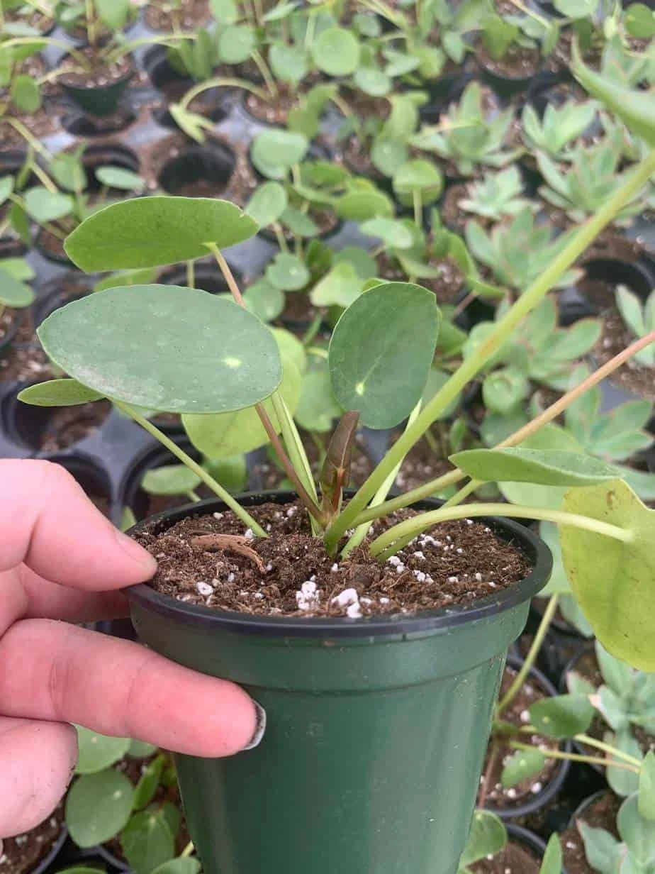 Pilea Peperomioides / Chinese Money Plant / Chinese Missionary Plant - Image 4