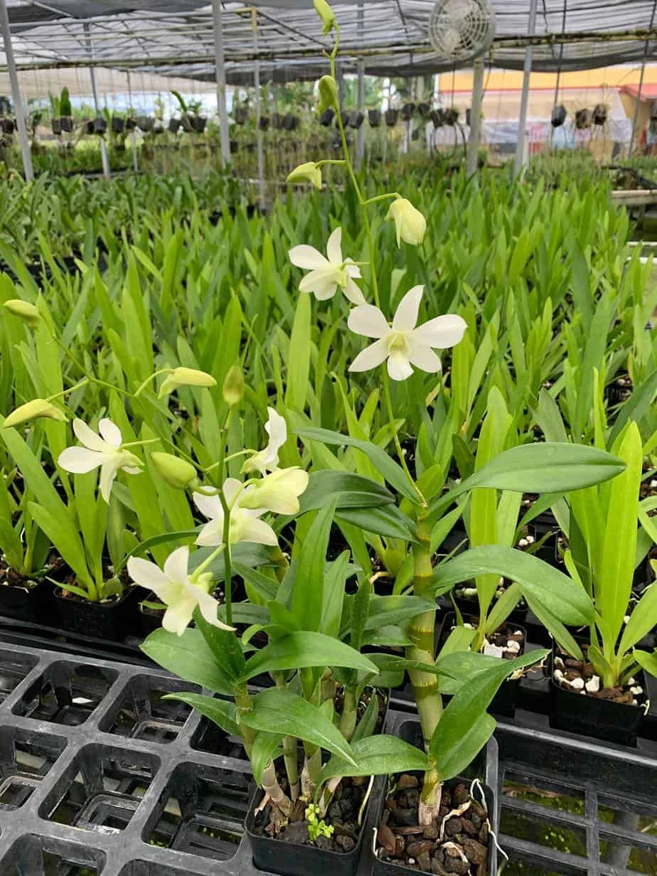 Dendrobium Orchid Plant Jaquelyn Thomas 'Uniwai Mist' | White Flowers | Blooming Size From Hawaii - Image 2