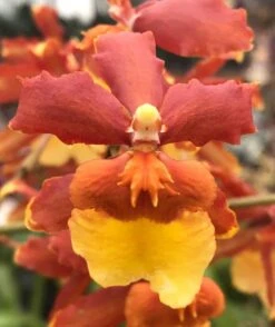 Orchid Odontocidium Sunny Daze ‘Hilo Bay’ Live Plants From Hawaii