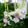 Orchid Dendrobium Antennatum Live Plants Antelope New Guinea Spikes | Fragrant Scent From Hawaii