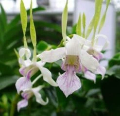 Orchid Dendrobium Antennatum Live Plants Antelope New Guinea Spikes | Fragrant Scent From Hawaii