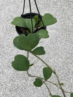 Hoya Kerrii Heart On The Vine Very Long SweetHeart Plant