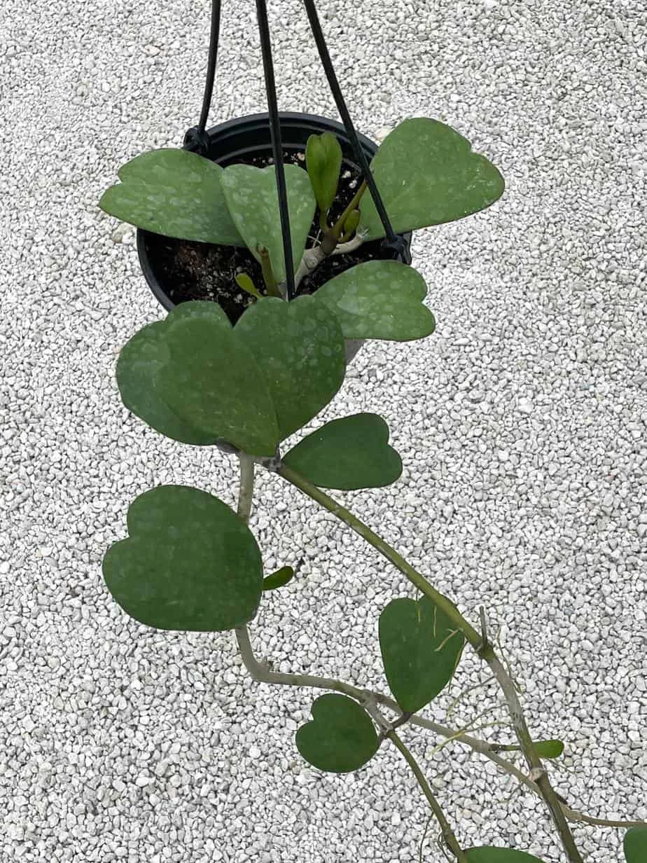Hoya Kerrii Heart On The Vine Very Long SweetHeart Plant