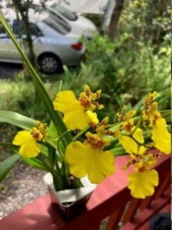 Orchid Dancing Lady Oncidium Plant