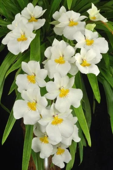 Orchid Miltoniopsis Ivan Komoda ’Pacific Clouds‘ Fragrant Live Plant From Hawaii - Image 3