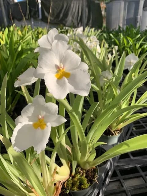 Orchid Miltoniopsis Ivan Komoda ’Pacific Clouds‘ Fragrant Live Plant From Hawaii