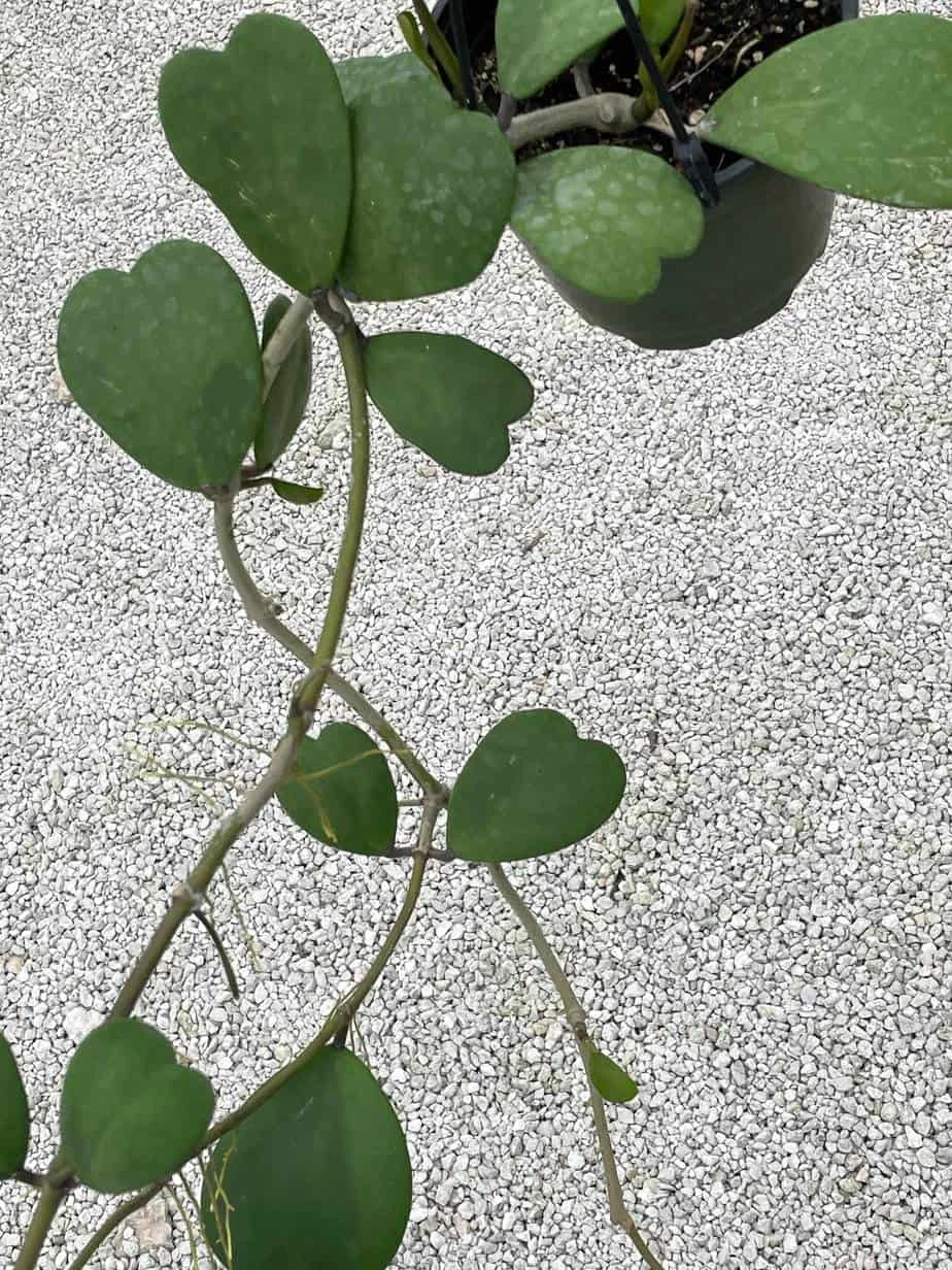 Hoya Kerrii Heart On The Vine Very Long SweetHeart Plant - Image 3