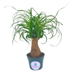 Ponytail Palm Tree, Nolina Recurvata, Beaucarnea Recurvata