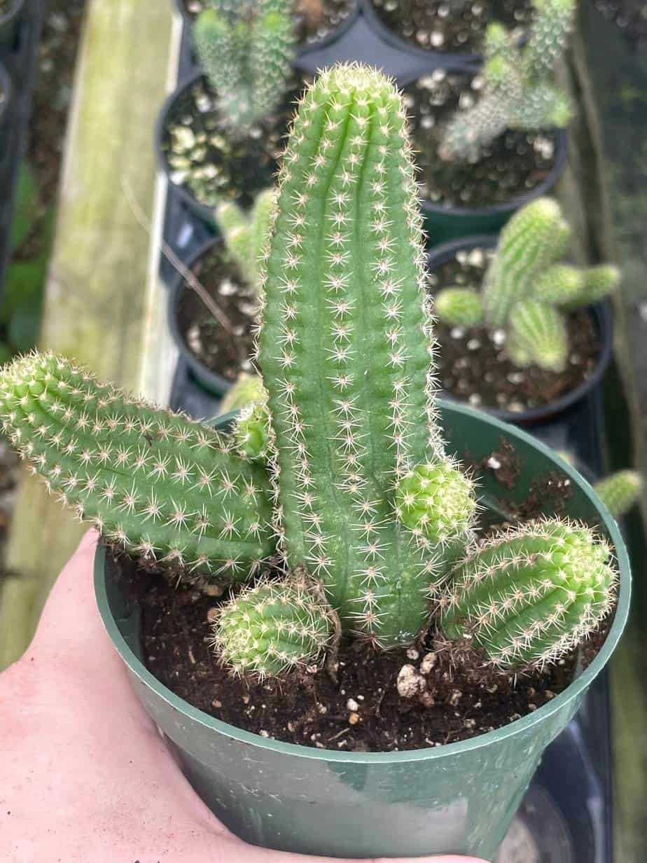Peanut Cactus, Echinopsis Chamaecereus, Beautiful Healthy Well Rooted Starter Plant In 4 Inch Pot - Image 3