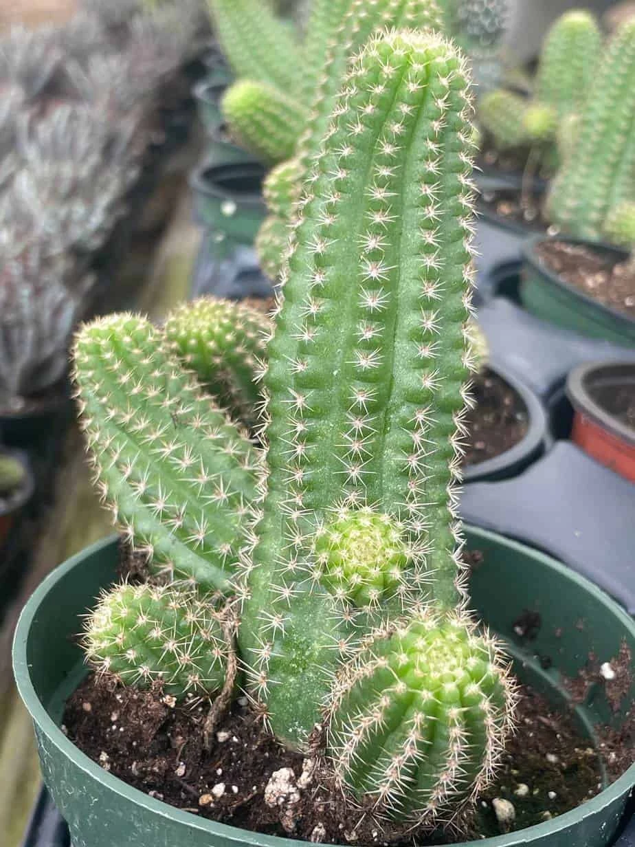 Peanut Cactus, Echinopsis Chamaecereus, Beautiful Healthy Well Rooted Starter Plant In 4 Inch Pot - Image 5