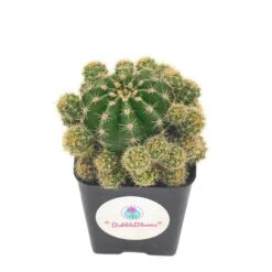 Pink Easter Lily Cactus Echinopsis Oxygona Echinobivia Rainbow Bursts Eyriesii Night-Blooming Hedge-Hogs. Live Succulent Plant In 4 Inch Pot