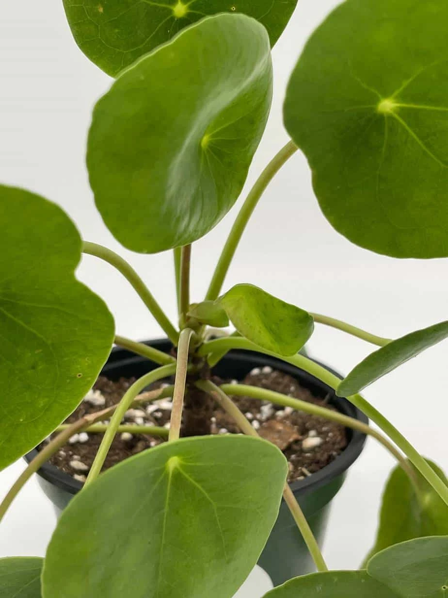 Pilea Peperomioides / Chinese Money Plant / Chinese Missionary Plant - Image 7