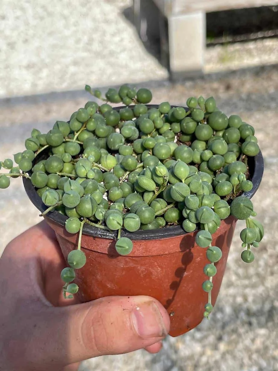 String Of Pearls, Senecio Rowleyanus, String Of Peas, String Of Beads, Necklace Succulent, Well Rooted Very Filled Healthy, String-of-pearls - Image 4