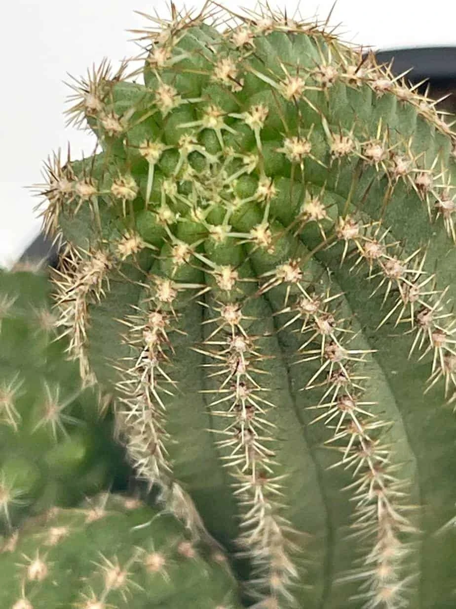 Peanut Cactus, Echinopsis Chamaecereus, Beautiful Healthy Well Rooted Starter Plant In 4 Inch Pot - Image 8