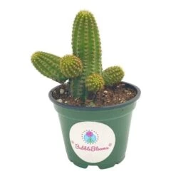 Peanut Cactus, Echinopsis Chamaecereus, Beautiful Healthy Well Rooted Starter Plant In 4 Inch Pot