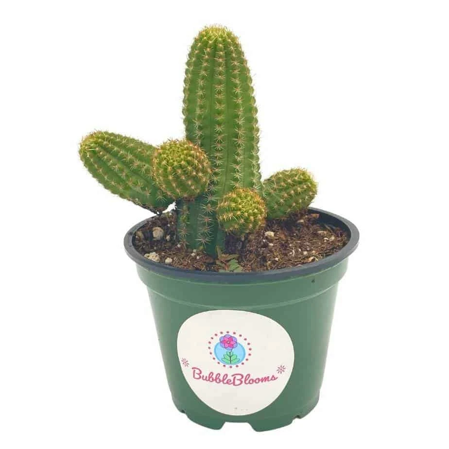 Peanut Cactus, Echinopsis Chamaecereus, Beautiful Healthy Well Rooted Starter Plant In 4 Inch Pot