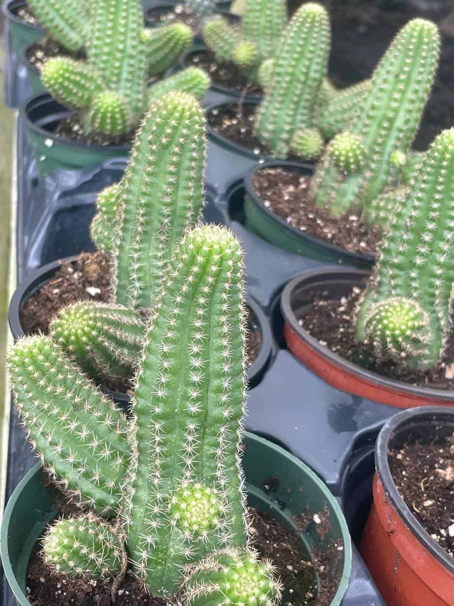 Peanut Cactus, Echinopsis Chamaecereus, Beautiful Healthy Well Rooted Starter Plant In 4 Inch Pot - Image 4