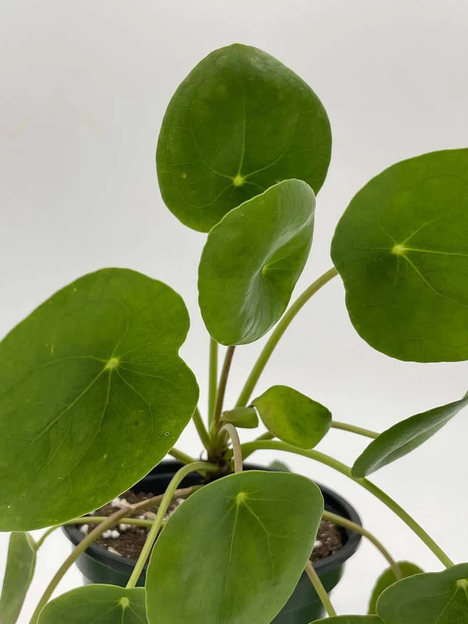 Pilea Peperomioides / Chinese Money Plant / Chinese Missionary Plant - Image 5