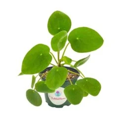 Pilea Peperomioides / Chinese Money Plant / Chinese Missionary Plant