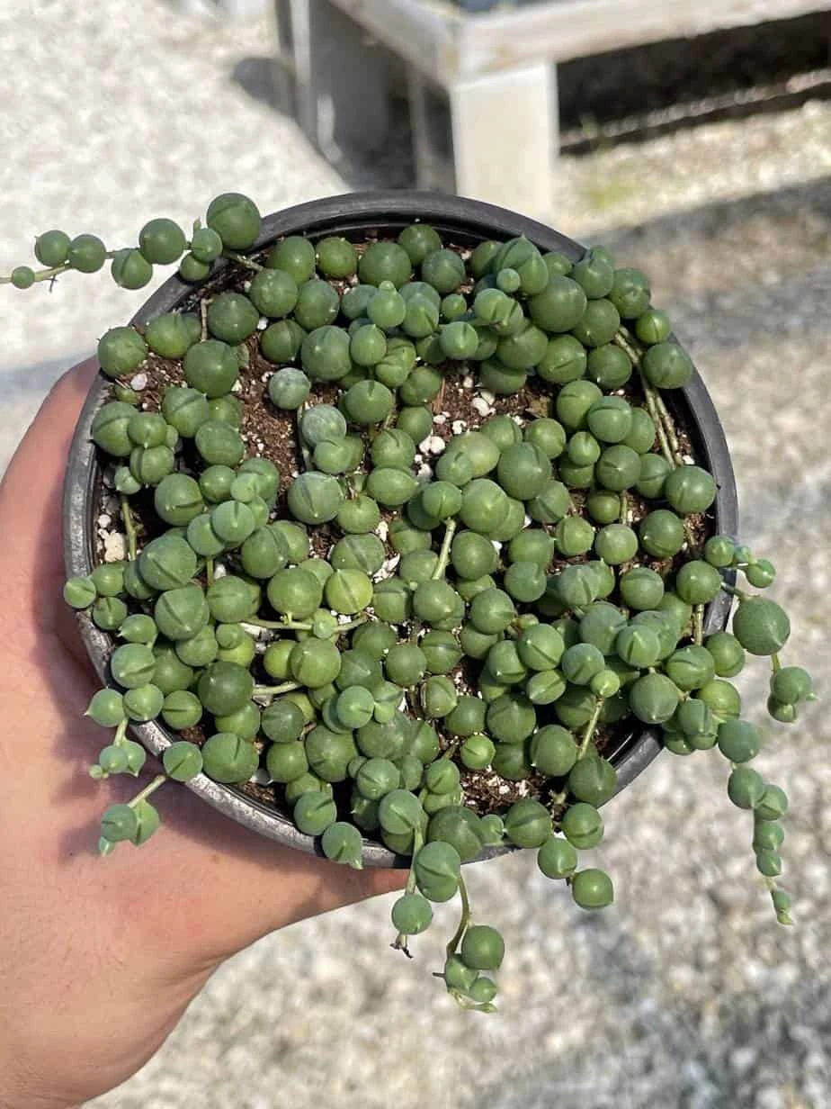 String Of Pearls, Senecio Rowleyanus, String Of Peas, String Of Beads, Necklace Succulent, Well Rooted Very Filled Healthy, String-of-pearls - Image 7