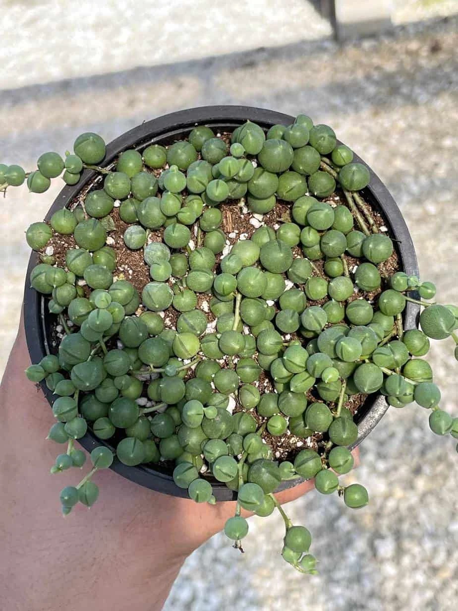 String Of Pearls, Senecio Rowleyanus, String Of Peas, String Of Beads, Necklace Succulent, Well Rooted Very Filled Healthy, String-of-pearls - Image 6