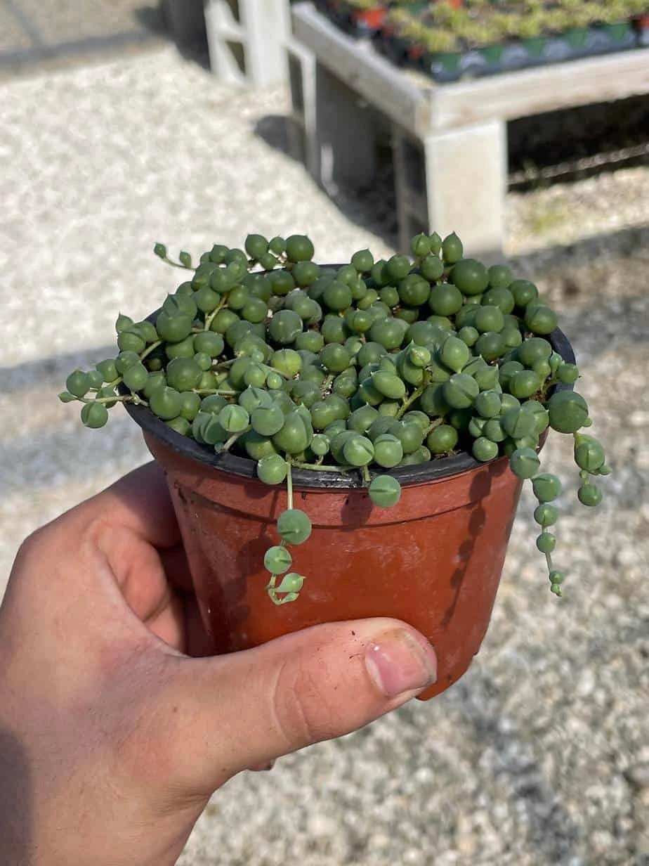 String Of Pearls, Senecio Rowleyanus, String Of Peas, String Of Beads, Necklace Succulent, Well Rooted Very Filled Healthy, String-of-pearls - Image 8