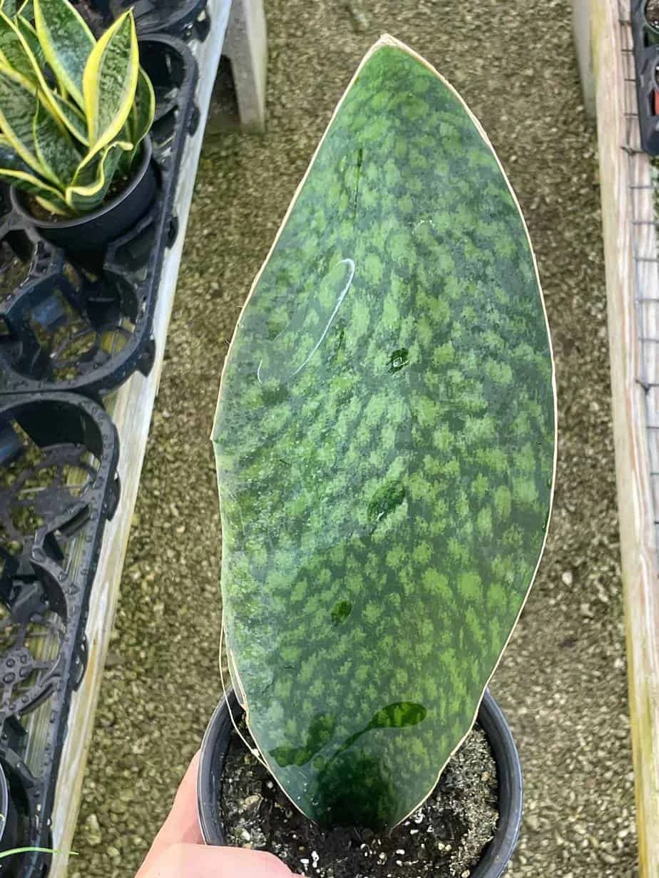 Sansevieria Masoniana, Huge Over 1 Foot Long Whale Fin Snake Plant 6" Pot, Mason's Congo, Shark Fin Snakeplant, Giant Dracaena - Image 2