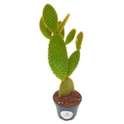 Bunny-ears Prickly-pear Copper Red, Opuntia Microdasys, Large Bunny Ears Prickly Pear With Copper Fuzz And Red Areoles In 2 Inch Pot,