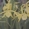 Brassocattleya Yellow Bird Orchid Comes In 2" Pot Fragrant Plant From Hawaii