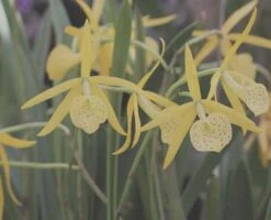 Brassocattleya Yellow Bird Orchid Comes In 2" Pot Fragrant Plant From Hawaii