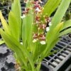 Oncidium Sharry Baby 'Sweet Fragrance' Orchid 4” Pots Blooming Size Fragrant From Hawaii