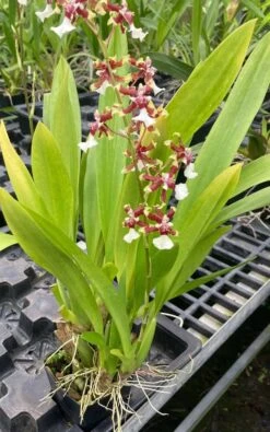 Oncidium Sharry Baby 'Sweet Fragrance' Orchid 4” Pots Blooming Size Fragrant From Hawaii