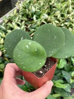 Hoya Obovata Splash Variegated, Speckled With Freckles, Sweetheart Heart-leaf Hoya