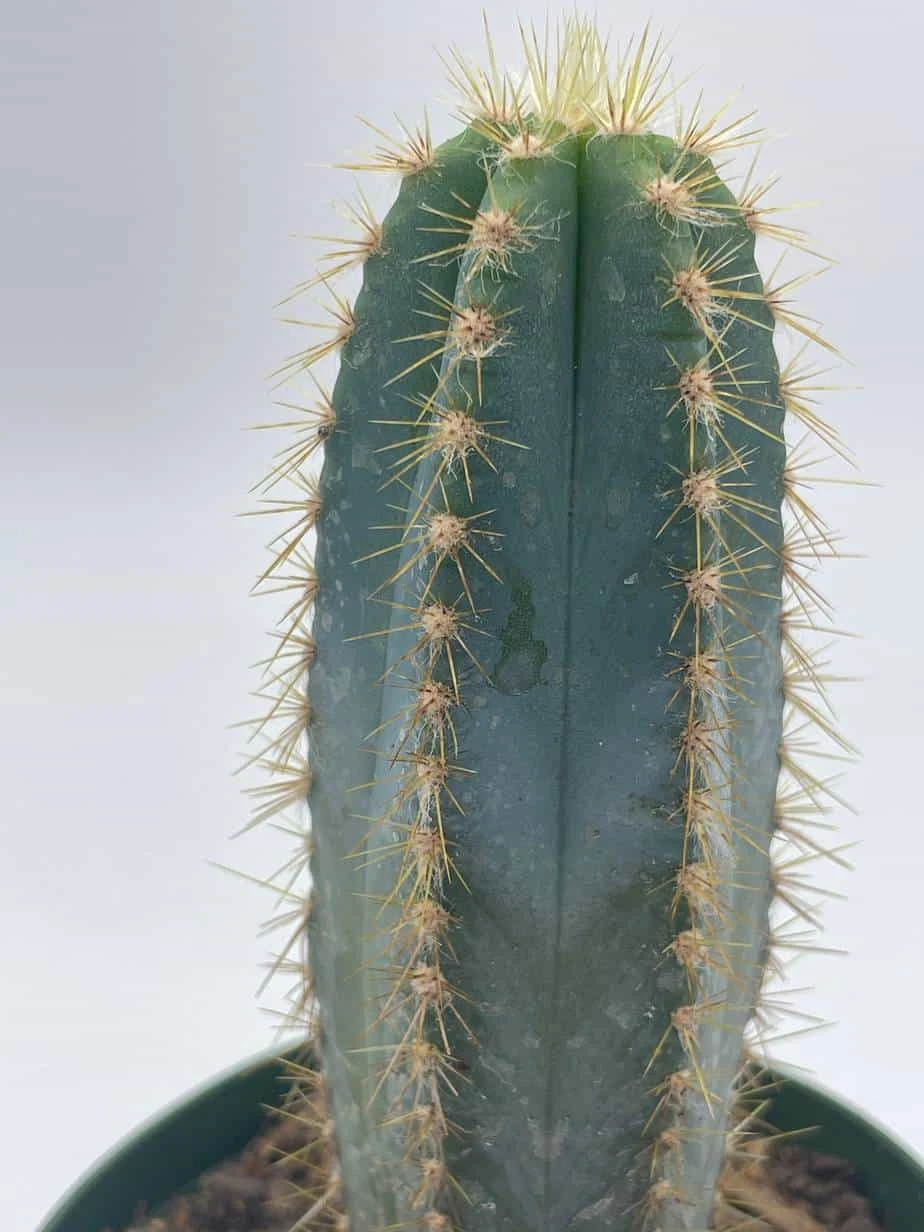 Blue Columnar Cactus, Pilosocereus Pachycladus Cacti, Column Cactus, Tall Blue Torch Cactus, In 2 Inch Square Pot - Image 4