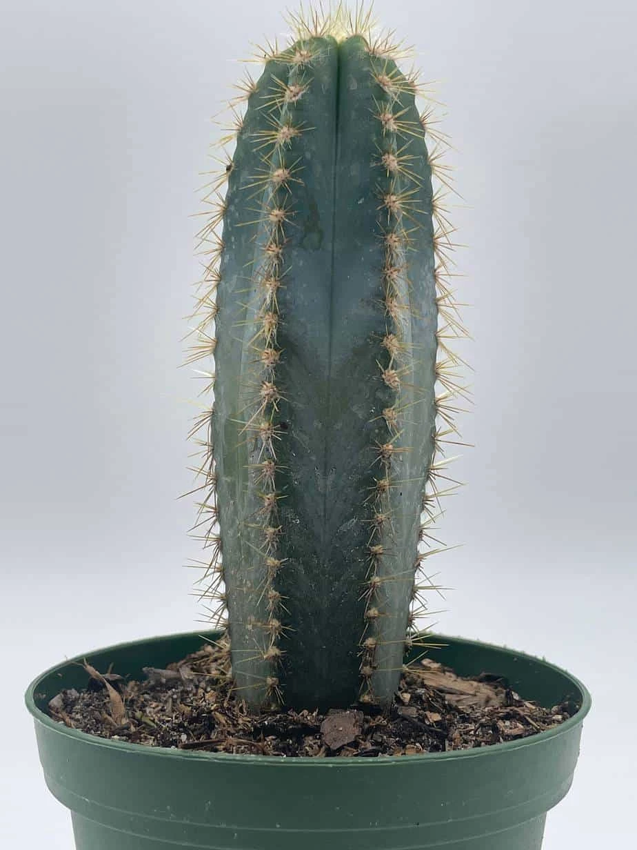 Blue Columnar Cactus, Pilosocereus Pachycladus Cacti, Column Cactus, Tall Blue Torch Cactus, In 2 Inch Square Pot - Image 5