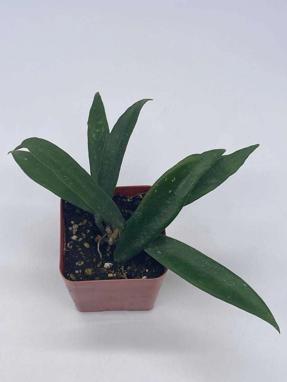 Hoya Minibelle Carnosa Honey Plant, Freckles, Silver Splash Speckled Variegated Krinkle Wax Honeyplant, Extremely Rare Limited Supply Potted - Image 6