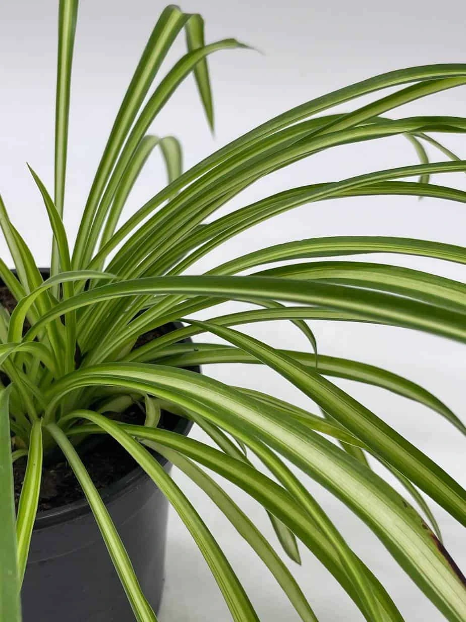 Spider Plant, Chlorophytum Comosum, Ribbon Plant, In A 4 Inch Pot, Very Filled - Image 2