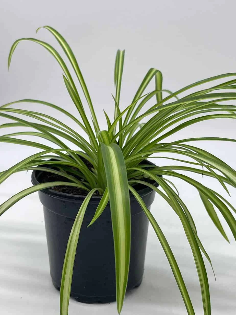 Spider Plant, Chlorophytum Comosum, Ribbon Plant, In A 4 Inch Pot, Very Filled - Image 6