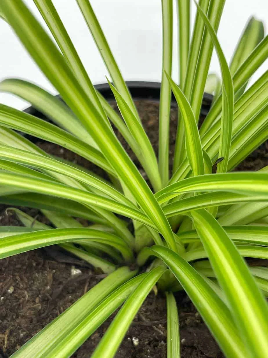 Spider Plant, Chlorophytum Comosum, Ribbon Plant, In A 4 Inch Pot, Very Filled - Image 4