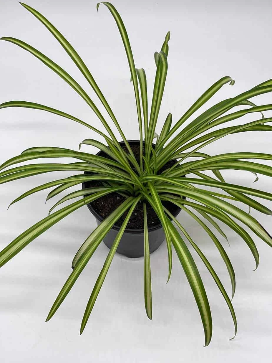 Spider Plant, Chlorophytum Comosum, Ribbon Plant, In A 4 Inch Pot, Very Filled - Image 3